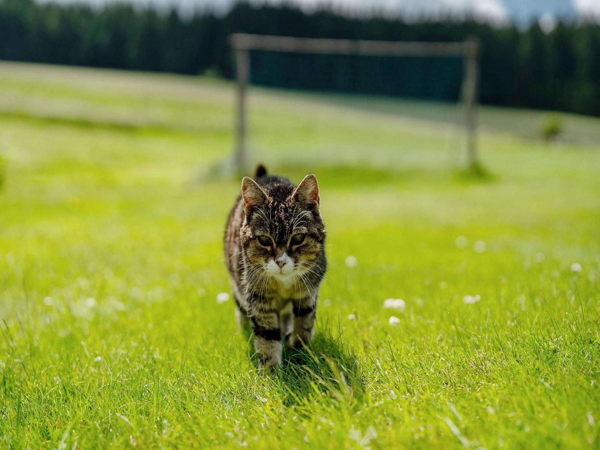 Ferienwohnung Duffner Schonach im Schwarzwald Dış mekan fotoğraf